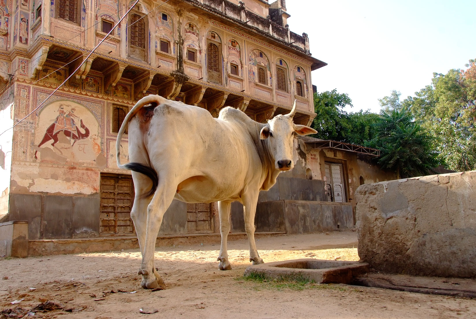 India 35